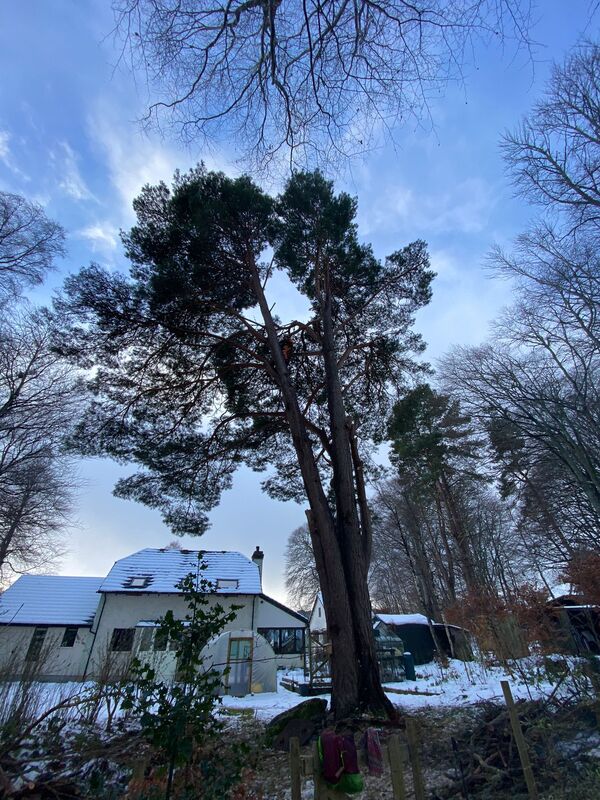 Deadwooding a big Scots Pine (Pinus Synvestris) on a snowy day
